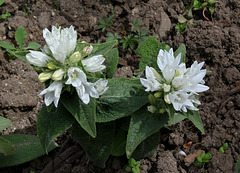 Campanula glomerata alba