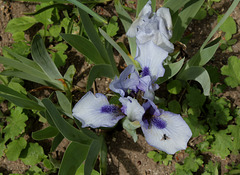 Iris Sapphire Jewel