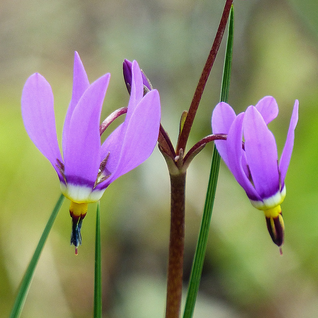 Shootingstars / Dodecatheon