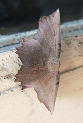 Flake-of-paint moth