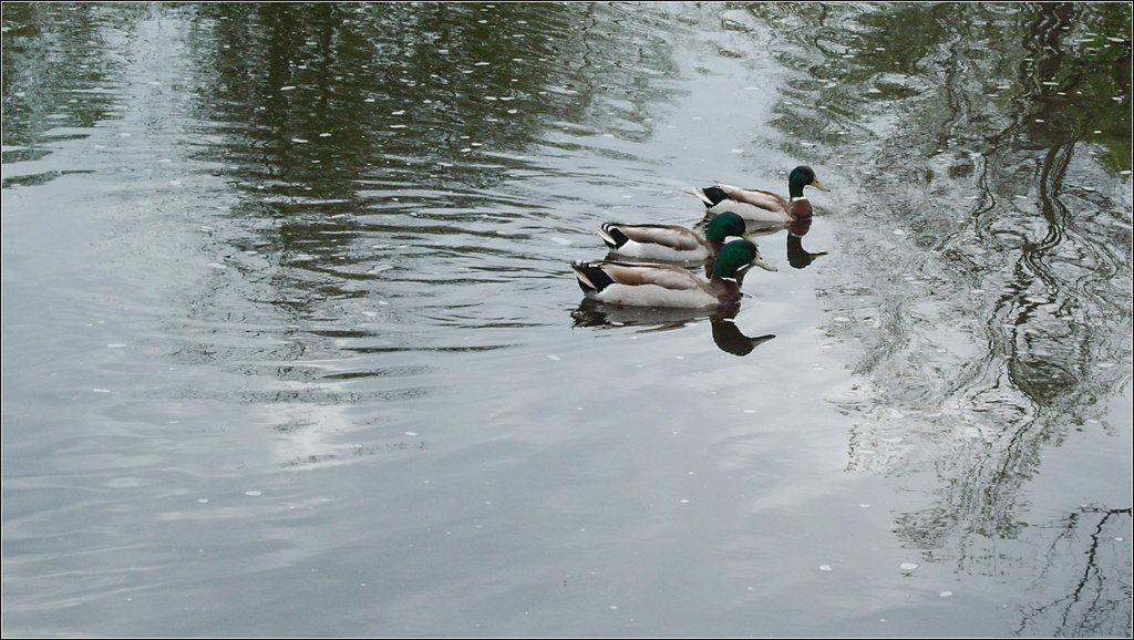 Three Mallards