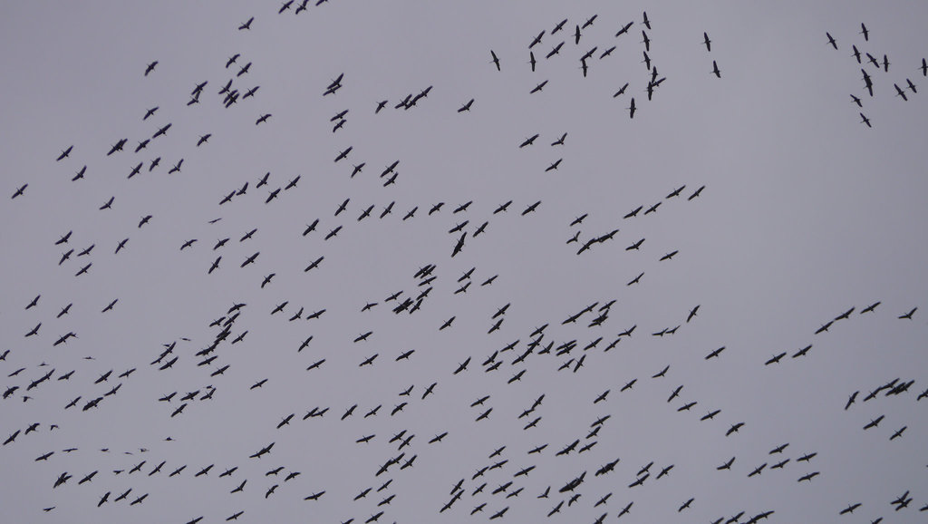 Migrating Sandhill Cranes