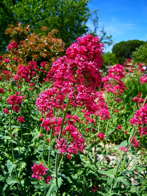 Valériane rouge