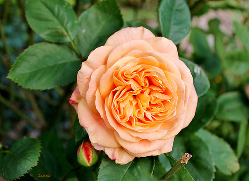 rosen