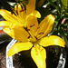 Yellow lilies have opened today