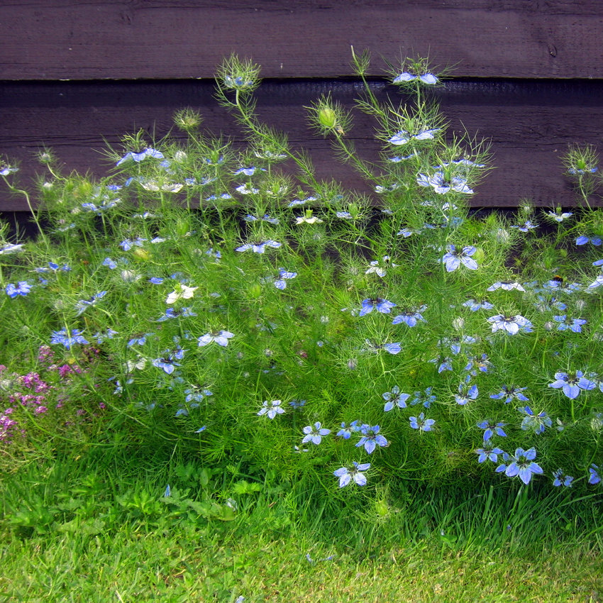 Love-in-a-Mist