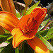 Orange lily is almost fully open