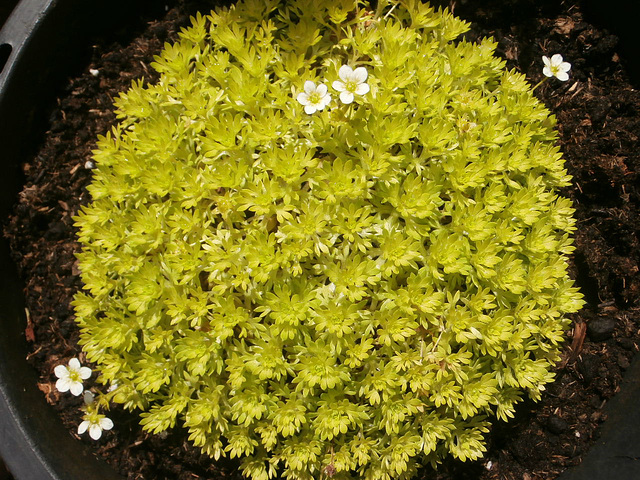 The saxifrage is looking well