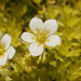 The tiny flowers on the saxifrage