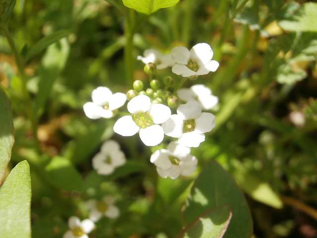 Tiny white flowers in the wild flower group