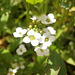 Tiny white flowers in the wild flower group