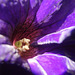 Inside a purple petunia