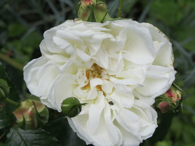 rose "Petticoat"