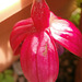 One of the new fuschias opening up