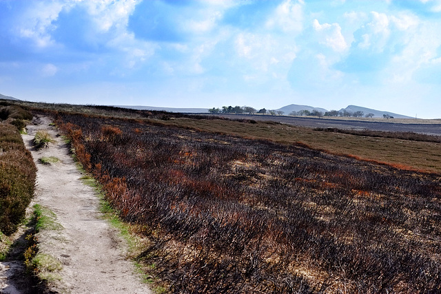 Burnt Heather on Middle Moor