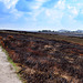 Burnt Heather on Middle Moor