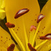 Funny looking stamens with the pollen on