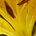 Macro of the stamens of the lily