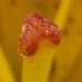 Macro of the centre stamen of the lily