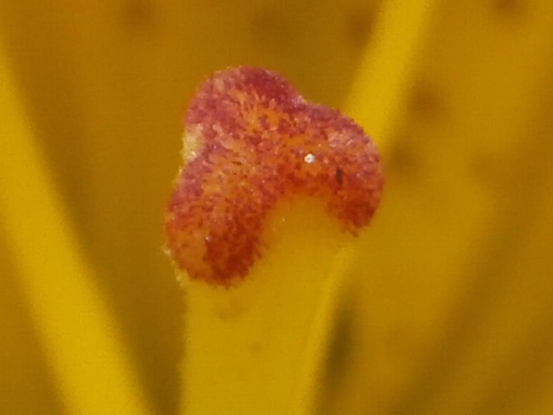 Macro of the centre stamen of the lily