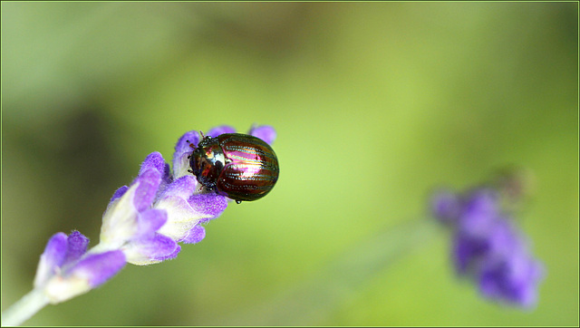 Chrysolina americana