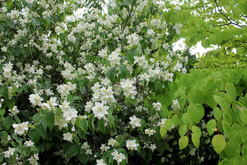 Philadelphus