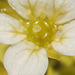 Another view of the small flowers on the saxifrage