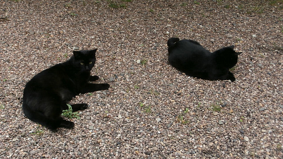 Pippin and Boo sharing the gravel
