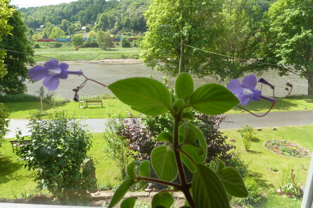 Blaue Büten mit Elbtal - bluaj floroj kun Elbvalo