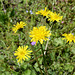 Crepis vesicaria (2)