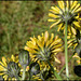 Crepis vesicaria (3)