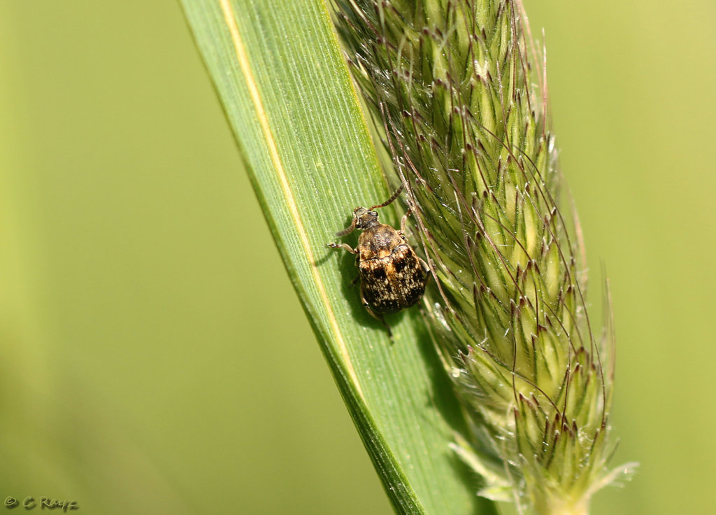 Broad Bean Beetle