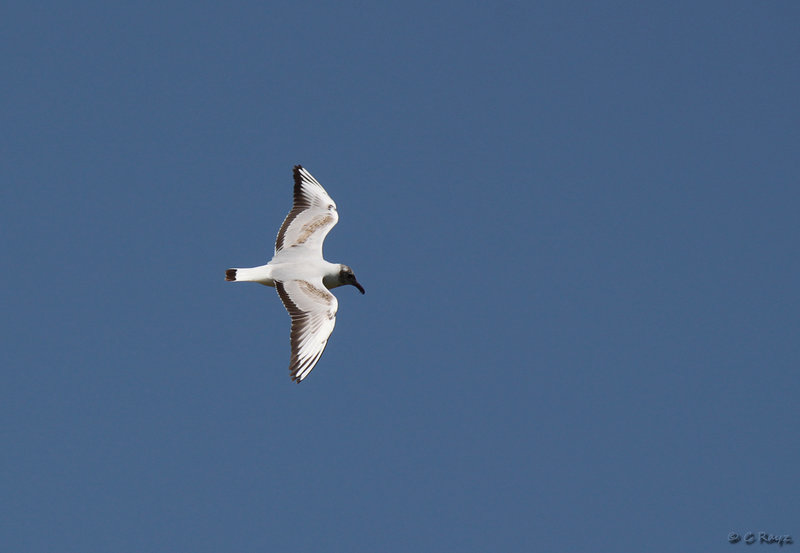 Black-headed Gull Young