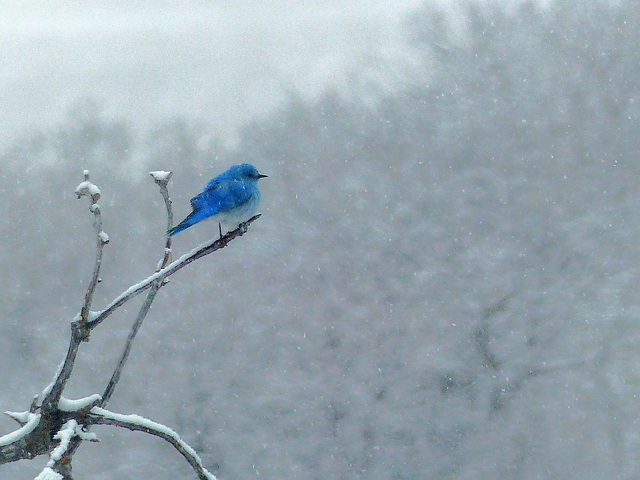 Little Bluebird on a snowy day