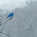Little Bluebird on a snowy day