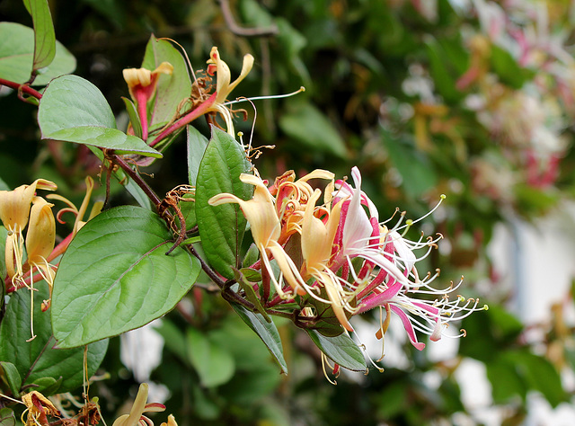 Lonicera periclymenum