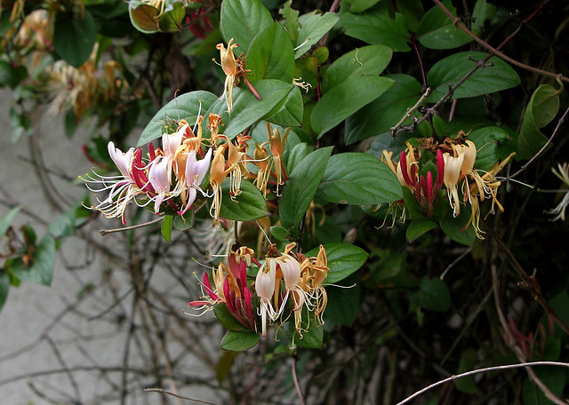 Lonicera periclymenum