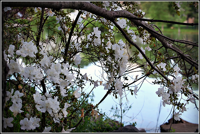 Flowers by the lake