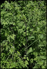 Chaerophyllum temulum (2)