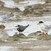 Black and Forster's Terns