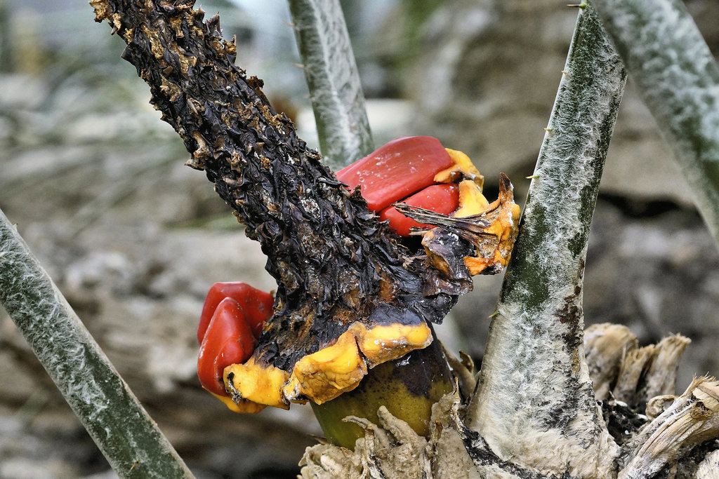 Poor Man's Cycad – Botanical Garden, Montréal, Québec
