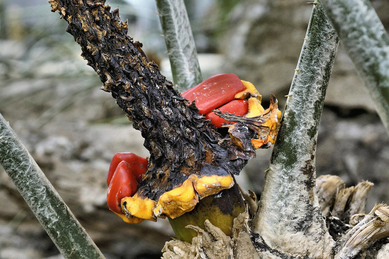 Poor Man's Cycad – Botanical Garden, Montréal, Québec