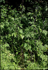 Chaerophyllum temulum (3)