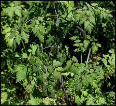 Chaerophyllum temulum (4)