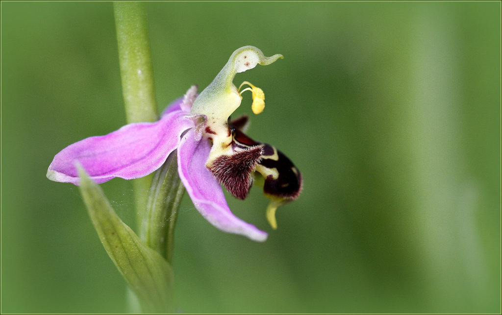 Ophrys