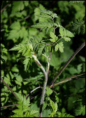 Chaerophyllum temulum (6)