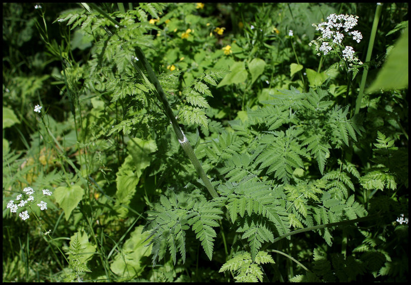 Anthriscus sylvestris