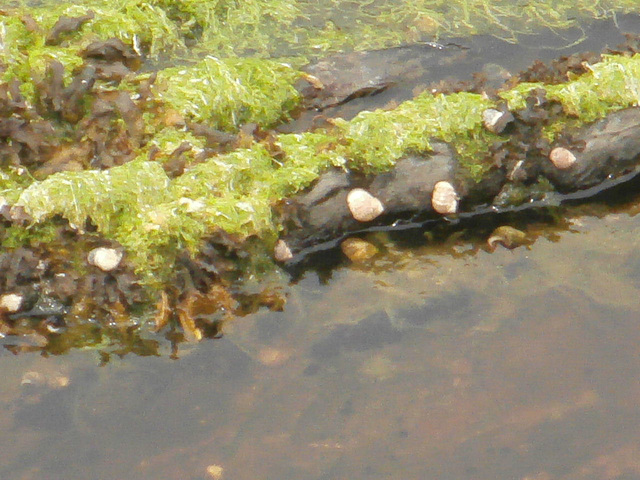 Lovely little rock pool