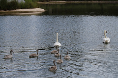 Familie Schwan