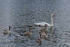 Familie Schwan